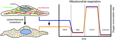 Graphical abstract: Mitochondrial respiration is sensitive to cytoarchitectural breakdown