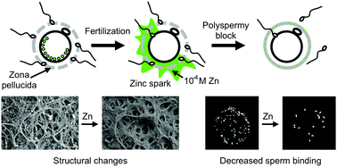 Graphical abstract: Zinc sparks induce physiochemical changes in the egg zona pellucida that prevent polyspermy