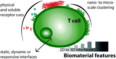 Graphical abstract: T cell immunoengineering with advanced biomaterials
