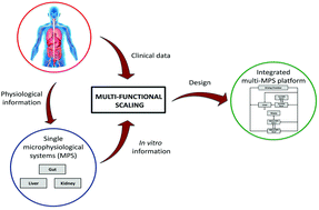 Graphical abstract: Multi-functional scaling methodology for translational pharmacokinetic and pharmacodynamic applications using integrated microphysiological systems (MPS)