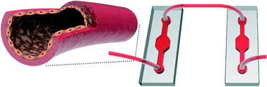 Graphical abstract: Elastomeric free-form blood vessels for interconnecting organs on chip systems