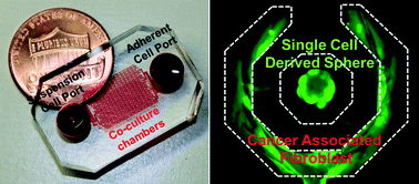 Graphical abstract: Single cell dual adherent-suspension co-culture micro-environment for studying tumor–stromal interactions with functionally selected cancer stem-like cells