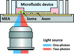 Graphical abstract: One-photon and two-photon stimulation of neurons in a microfluidic culture system