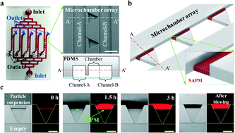 Graphical abstract: Self-assembled particle membranes for in situ concentration and chemostat-like cultivation of microorganisms on a chip