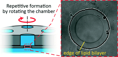 Graphical abstract: Repetitive formation of optically-observable planar lipid bilayers by rotating chambers on a microaperture