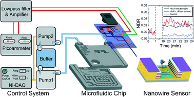 Graphical abstract: A microfluidic device integrating dual CMOS polysilicon nanowire sensors for on-chip whole blood processing and simultaneous detection of multiple analytes