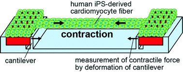 Graphical abstract: Human induced pluripotent stem cell-derived fiber-shaped cardiac tissue on a chip