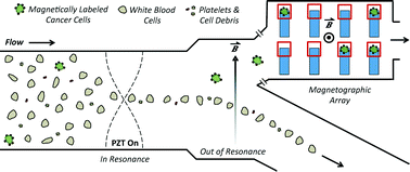 Graphical abstract: Magnetic separation of acoustically focused cancer cells from blood for magnetographic templating and analysis