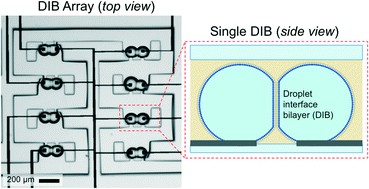 Graphical abstract: Hydrodynamic trapping for rapid assembly and in situ electrical characterization of droplet interface bilayer arrays