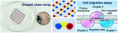 Graphical abstract: Microdroplet chain array for cell migration assays