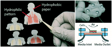 Graphical abstract: A paper-based in vitro model for on-chip investigation of the human respiratory system