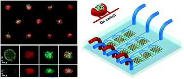 Graphical abstract: Heterotypic 3D tumor culture in a reusable platform using pneumatic microfluidics