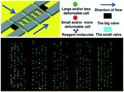 Graphical abstract: Construction of single-cell arrays and assay of cell drug resistance in an integrated microfluidic platform