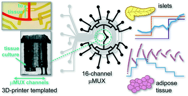 Graphical abstract: 3D-templated, fully automated microfluidic input/output multiplexer for endocrine tissue culture and secretion sampling