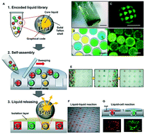 Graphical abstract: Liquid-capped encoded microcapsules for multiplex assays