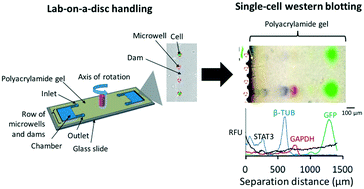 Graphical abstract: High-selectivity cytology via lab-on-a-disc western blotting of individual cells