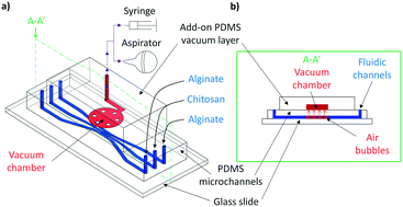 Graphical abstract: Steering air bubbles with an add-on vacuum layer for biopolymer membrane biofabrication in PDMS microfluidics