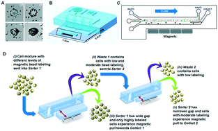 Graphical abstract: Microfluidic continuum sorting of sub-populations of tumor cells via surface antibody expression levels