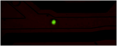 Graphical abstract: Microfluidic train station: highly robust and multiplexable sorting of droplets on electric rails