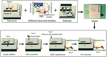 Graphical abstract: A fully disposable and integrated paper-based device for nucleic acid extraction, amplification and detection