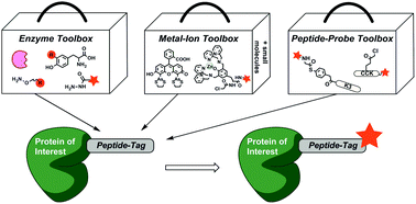 Graphical abstract: Peptide-tags for site-specific protein labelling in vitro and in vivo
