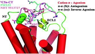 Graphical abstract: Structural complexes of the agonist, inverse agonist and antagonist bound C5a receptor: insights into pharmacology and signaling