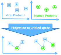 Graphical abstract: Computational prediction of virus–human protein–protein interactions using embedding kernelized heterogeneous data