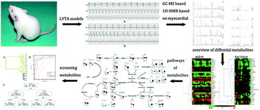 Graphical abstract: Non-targeted metabolomics identified a common metabolic signature of lethal ventricular tachyarrhythmia (LVTA) in two rat models