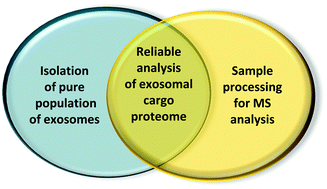 Graphical abstract: Proteomic analysis of exosomal cargo: the challenge of high purity vesicle isolation