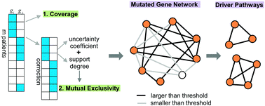Graphical abstract: Detection of driver pathways using mutated gene network in cancer