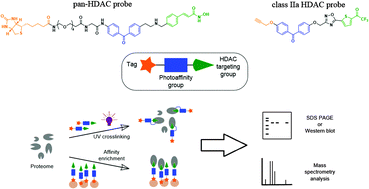 Graphical abstract: Design and development of histone deacetylase (HDAC) chemical probes for cell-based profiling