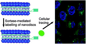 Graphical abstract: Sortase-mediated labelling of lipid nanodiscs for cellular tracing
