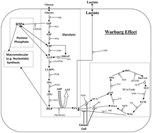 Graphical abstract: A fuzzy logic controller based approach to model the switching mechanism of the mammalian central carbon metabolic pathway in normal and cancer cells