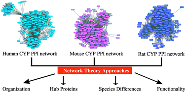 Graphical abstract: Network analysis and cross species comparison of protein–protein interaction networks of human, mouse and rat cytochrome P450 proteins that degrade xenobiotics