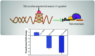 Graphical abstract: Myricetin arrests human telomeric G-quadruplex structure: a new mechanistic approach as an anticancer agent