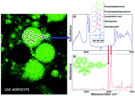 Graphical abstract: Unprecedented staining of polar lipids by a luminescent rhenium complex revealed by FTIR microspectroscopy in adipocytes