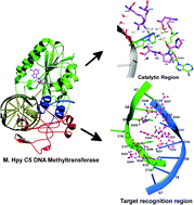 Graphical abstract: Structure and dynamics of H. pylori 98-10 C5-cytosine specific DNA methyltransferase in complex with S-adenosyl-l-methionine and DNA