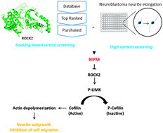 Graphical abstract: Discovery of a novel ROCK2 inhibitor with anti-migration effects via docking and high-content drug screening