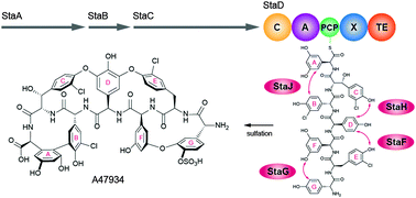 Graphical abstract: More than just recruitment: the X-domain influences catalysis of the first phenolic coupling reaction in A47934 biosynthesis by Cytochrome P450 StaH