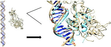 Graphical abstract: Molecular dynamics studies on the DNA-binding process of ERG