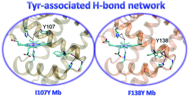 Graphical abstract: Distinct roles of a tyrosine-associated hydrogen-bond network in fine-tuning the structure and function of heme proteins: two cases designed for myoglobin