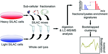 Graphical abstract: Proteomics profiling of interactome dynamics by colocalisation analysis (COLA)