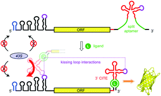 Graphical abstract: Ligand-responsive upregulation of 3′ CITE-mediated translation in a wheat germ cell-free expression system
