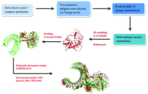 Graphical abstract: Designing an efficient multi-epitope oral vaccine against Helicobacter pylori using immunoinformatics and structural vaccinology approaches