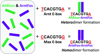 Graphical abstract: The DNA target determines the dimerization partner selected by bHLHZ-like hybrid proteins AhRJun and ArntFos