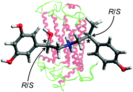 Graphical abstract: Stereoselective binding of agonists to the β2-adrenergic receptor: insights into molecular details and thermodynamics from molecular dynamics simulations