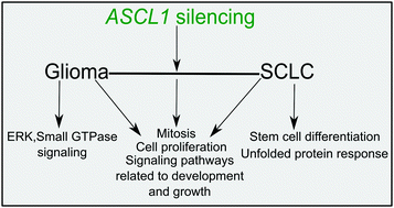 Graphical abstract: System analysis identifies distinct and common functional networks governed by transcription factor ASCL1, in glioma and small cell lung cancer