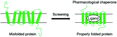 Graphical abstract: Screening methods for identifying pharmacological chaperones