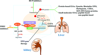 Graphical abstract: Small-molecule inhibitors of HIF-PHD2: a valid strategy to renal anemia treatment in clinical therapy
