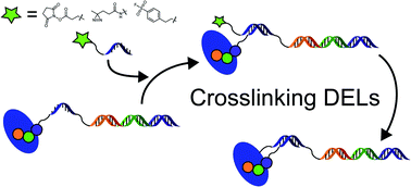 Graphical abstract: Crosslinking of DNA-linked ligands to target proteins for enrichment from DNA-encoded libraries